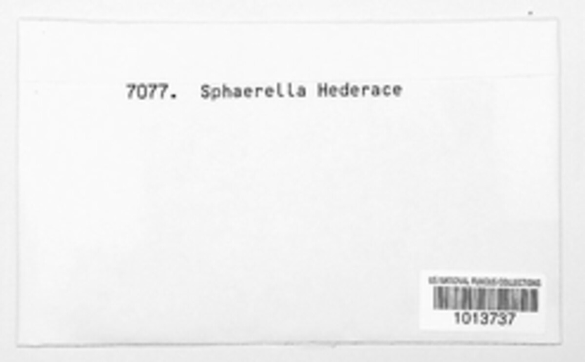 Metasphaeria hederae image